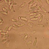 Neolentinus lepideus image