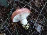 Gomphidius subroseus image