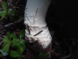 Amanita aprica image