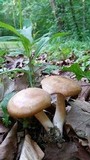 Lyophyllum decastes image