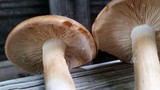 Lyophyllum decastes image