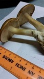 Lyophyllum decastes image