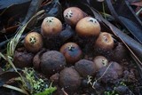 Calostoma fuscum image