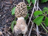 Morchella americana image