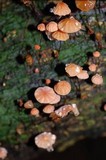 Marasmius siccus image