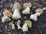 Morchella americana image