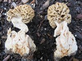 Morchella americana image