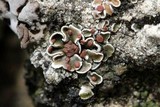 Psora pseudorussellii image