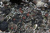 Psora pseudorussellii image