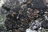 Psora pseudorussellii image