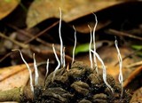 Xylaria magnoliae image