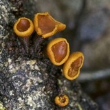 Encoelia heteromera image