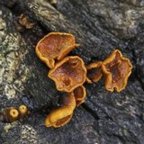 Encoelia heteromera image