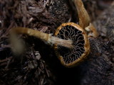 Psilocybe merdaria image