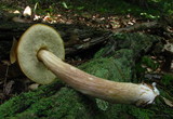 Boletus longicurvipes image