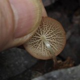 Marasmius cladophyllus image