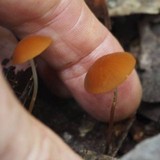 Marasmius cladophyllus image