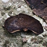 Hexagonia hydnoides image