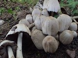 Coprinopsis romagnesiana image