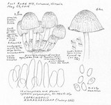 Coprinopsis romagnesiana image