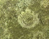 Verrucaria calkinsiana image