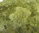 Verrucaria calkinsiana image