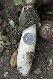 Phallus hadriani image