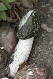 Phallus hadriani image