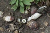 Phallus hadriani image