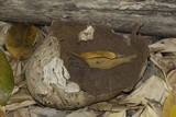 Calvatia pachyderma image