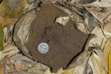 Calvatia pachyderma image