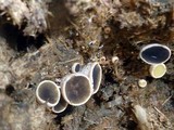 Ascobolus scatigenus image