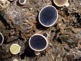Ascobolus scatigenus image