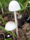Panaeolus antillarum image