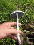 Panaeolus antillarum image