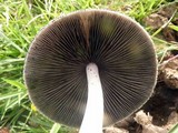 Panaeolus antillarum image