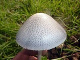 Panaeolus antillarum image