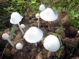 Panaeolus antillarum image