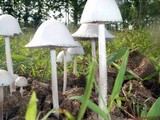 Panaeolus antillarum image