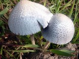 Panaeolus antillarum image