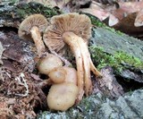 Kuehneromyces marginellus image