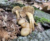 Kuehneromyces marginellus image