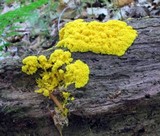 Fuligo septica image