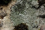Aspicilia contorta image