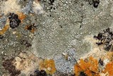 Aspicilia contorta image