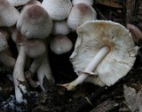 Leucoagaricus meleagris image