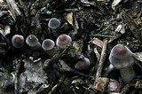 Leucoagaricus meleagris image