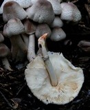 Leucoagaricus meleagris image