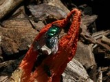 Clathrus columnatus image