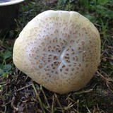 Neolentinus lepideus image